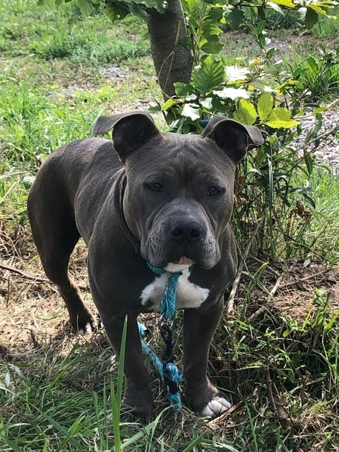 Wer kennt den ausgesetzten Pitbullterrier und kann Angaben zu seinem Besitzer machen? Foto: Polizei Freiburg