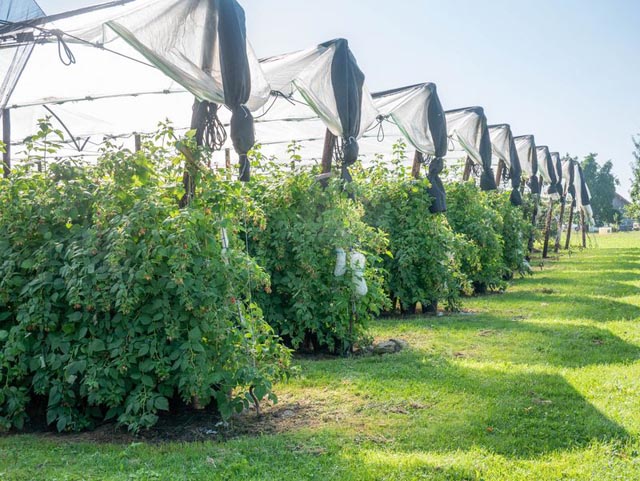 Der Schweizer Beerenanbau war dank den modernen Anbaumethoden, die dem Wetter trotzten, eine Konstante in der Sommerfruchtsaison. Foto: ep