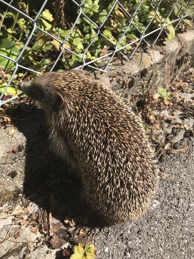 Laubhaufen sind für Igel und Kleinlebewesen ein guter Platz zum Überwintern. Foto: zVg