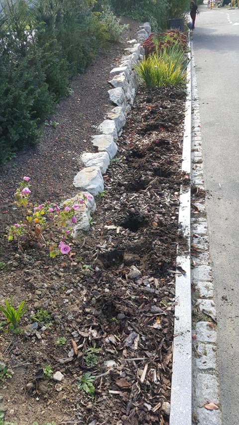Auch Gartenfreunde können skrupellos sein, wie der Lavendeldiebstahl in Frickt beweist. Foto: Jörg Schweizer