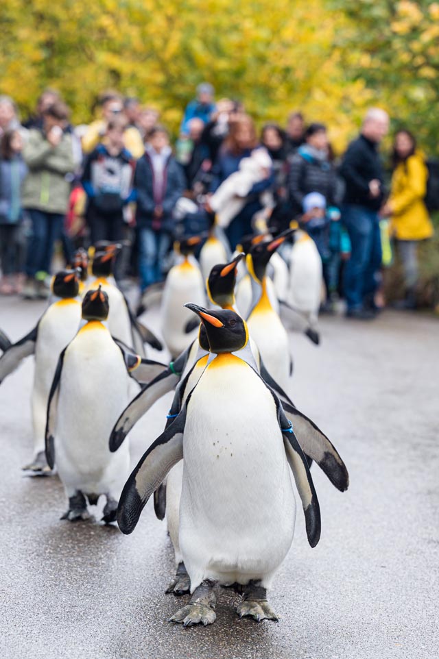 Fitnessprogramm: Dank der zusätzlichen Bewegung kommen die Pinguine gesund durch den Winter. Foto: Zoo Basel