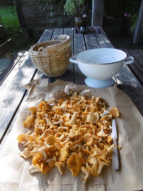 Pfifferlinge, auch Eierschwämme genannt, gab es im Gegensatz zu den Röhrlingen, häufig. Foto: Peter Schütz