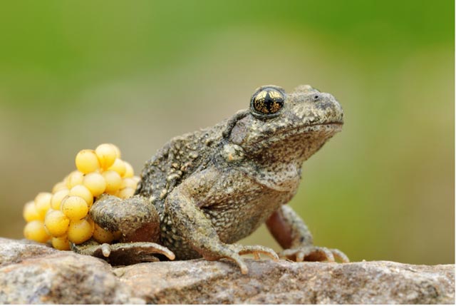 Ein interessantes Studienobjekt: die Geburtshelferkröte oder auch Gögglifrosch Foto: zVg