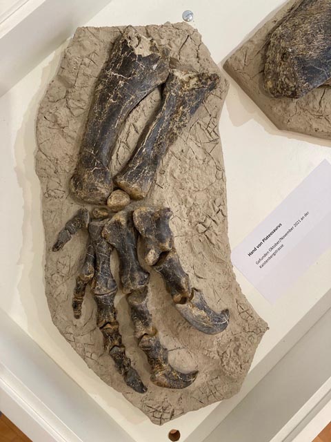 Versteinerte Dinosaurierknochen, die für die Ausstellung präpariert sind. Die gut erhaltenen Fundstücke sind im Sauriermuseum Frick ausgestellt. Foto: zVg