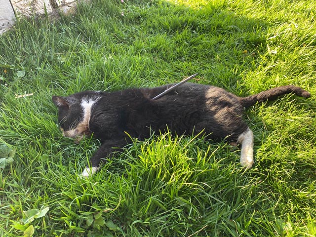 Die Katze wurde von einem Pfeil getroffen. Foto: Polizei AG