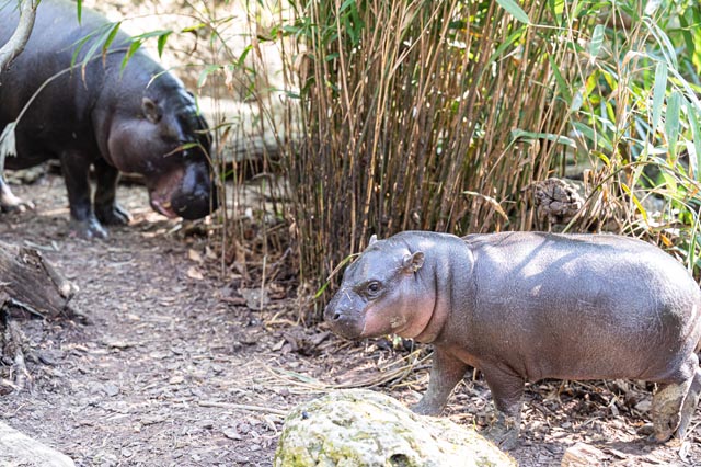 Präsentiert sich nun auch dem Zoo-Publikum: Zwergflusspferd-Jungtier Sala. Foto: Zoo Basel