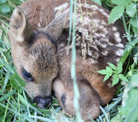 Rehkitze ducken sich im hohen Gras und werden so übersehen. Foto: zVg