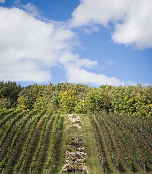 Artenreicher Rebberg . Foto: © visualmoment.ch