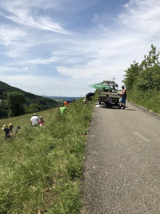 Gemeinsam gegen das Berufkraut: Viele Helfer engagierten sich am Tag der guten Tat auf dem Stocker-Hof in Obermumpf. Foto: zVg
