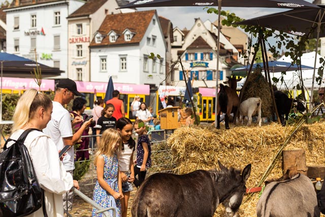 Tiere gehören zur Natur und sprechen Kinder und Erwachsene an. Der Streichelzoo war sehr beliebt auf dem Barfi. Foto: Nicolas Gysin 