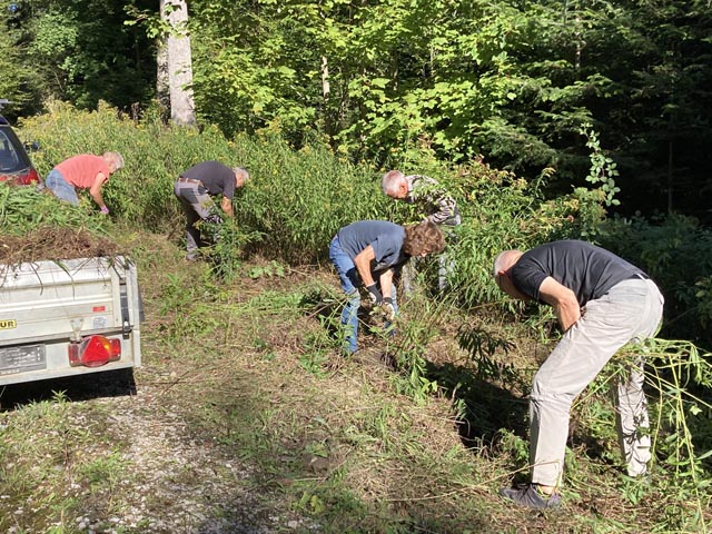 Mitglieder des Naturschutzvereins Sulz reissen unerwünschte Goldruten aus. Foto: Dieter Deiss