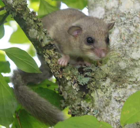 Siebenschläfer. Foto: zVg