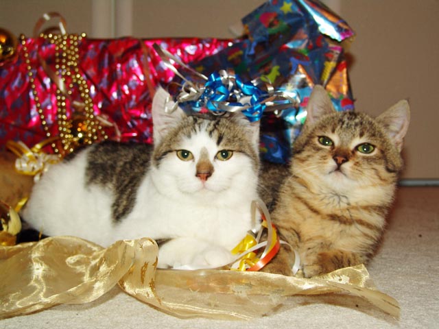 ier gehören nicht unter den Weihnachtsbaum. Foto: SUST