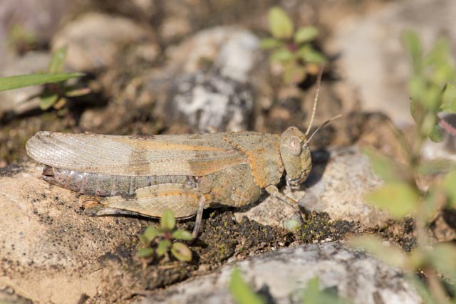 Pro Natura hat die Blaufügelige Ödlandschrecke zum Tier des Jahres 2023 auserkoren. Foto: Pro Natura