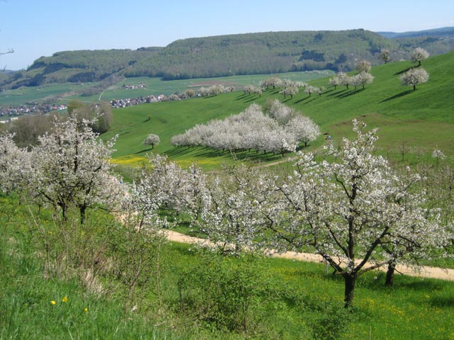 Bäume sind wichtig für die Biodiversität. Foto: zVg