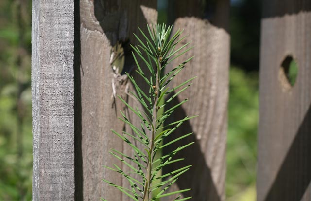 Bei den Gastbaumarten wurden vorwiegend Douglasien (67 Prozent) gepflanzt, gefolgt von Baumhasel, Roteiche und Atlaszeder. Foto: Copyright Kanton Aargau