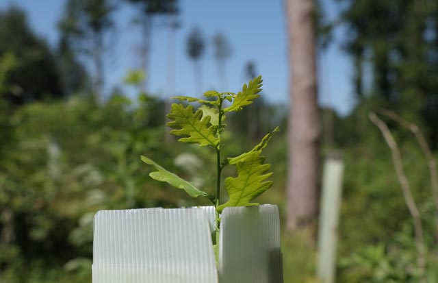 In den Jahren 2021 und 2022 wurden insgesamt 225 Hektaren Schadenfläche wiederbewaldet, wobei die Kategorie «Naturverjüngung mit Ergänzungspflanzungen» mit 185 Hektaren anteilsmässig am grössten ist, gefolgt von 29 Hektaren Eichenpflanzungen und 11 Hektaren Gastbaumarten. Foto: Copyright Kanton Aargau