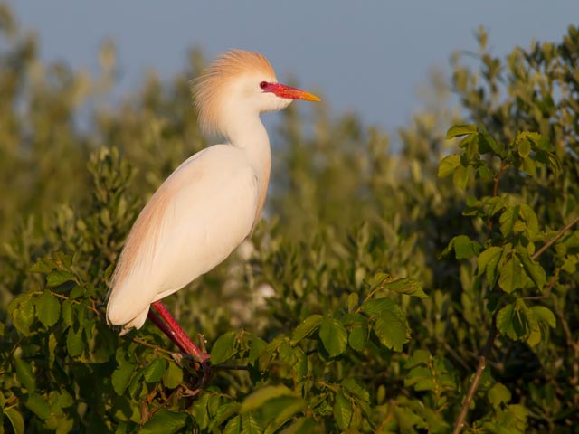 Zur Balzzeit legt sich der Kuhreiher ein auffälliges Prachtkleid an. Während des restlichen Jahres ist das Gefieder ganz weiss und der Schnabel gelb. Foto © Mathias Schäf