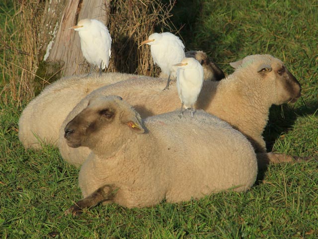 Seinen Namen hat der Kuhreiher von seinem Verhalten, sich oft in der Nähe von Kühen aufzuhalten. Die Weidetiere scheuchen Insekten auf, auf die der Kuhreiher Jagd macht. Die Nähe zu Weidetieren beschränkt sich aber nicht auf Kühe, auch Schafen, Pferden und weiteren Tieren folgt der Kuhreiher gerne. Foto © Livio Rey