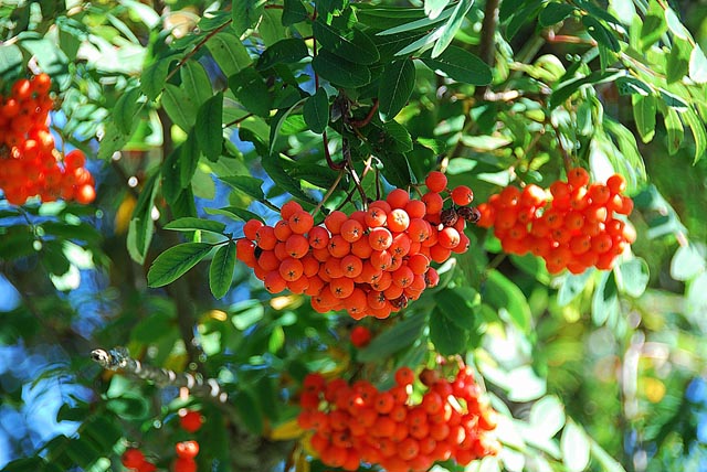 Buus: Die Früchte der Vogelbeere (Sorbus aucuparia), auch Eberesche genannt, sind besonders reich an Vitamin C. Sie sind eine wertvolle Nahrung für Vögel und andere Tiere. Roh sind sie für uns Menschen ungeniessbar, eingekocht werden sie jedoch zur gesunden Delikatesse. Foto © Erwin, Pixabay