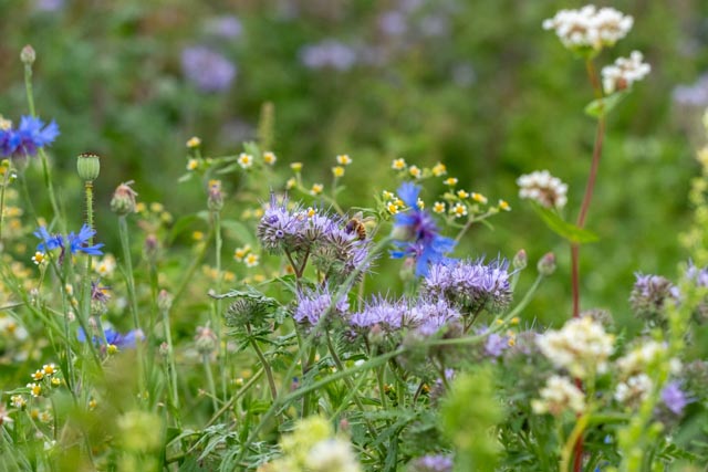 Ein vielfältiges und möglichst kontinuierliches Blütenangebot von Frühling bis Herbst ist elementar für die Gesundheit von Honig- und Wildbienen. Foto: zVg