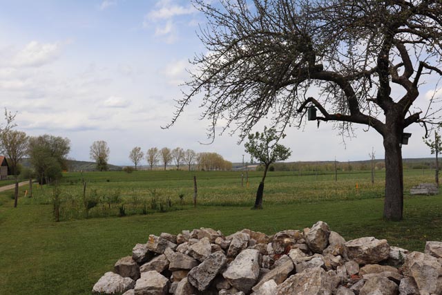 Obstgarten. Foto: zVg