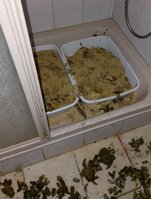 Katzenklos, überfüllt mit Exkrementen. Foto: © Veterinärdienst, Amt für Verbraucherschutz, Kanton Aargau