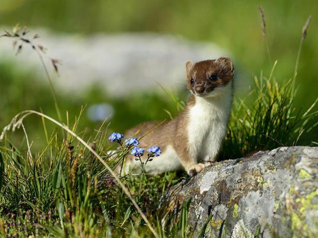 Hermelin mit braunem Sommer- und weissem Winterfell, charakteristisch ist immer die schwarze Schwanzspitze. Foto: Jurapark Aargau © Adobe Stock