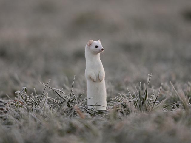 Hermelin mit braunem Sommer- und weissem Winterfell, charakteristisch ist immer die schwarze Schwanzspitze. Foto: Jurapark Aargau © Reto Forrer