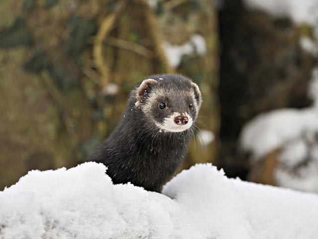 Iltis mit dunklem Fell und weisser Gesichtszeichnung. Foto: Pro Natura © Stefan Huwiler
