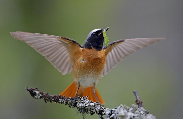 Der Gartenrotschwanz brütet in Höhlen älterer Bäume in Obstgärten. Er wird in mehreren Projekten im Kulturland gefördert. Foto: © Markus Varesvuo.