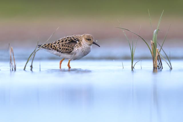 Watvögel wie der Kampfläufer sind auf offene Flächen mit nassen Böden angewiesen, wo sie während der Zugzeit rasten und nach Nahrung stochern können. Foto: © Daniele Occhiato