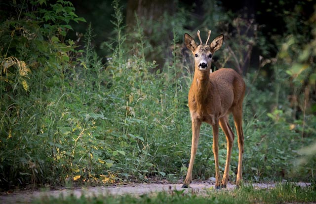 Rehe bringen den Scheinwerfer nicht mit dem herannahenden Auto in Verbindung und erkennen daher auch nicht die unmittelbare Gefahr. Anstatt zu flüchten, bleiben sie deshalb im Lichtkegel stehen. Foto: sust