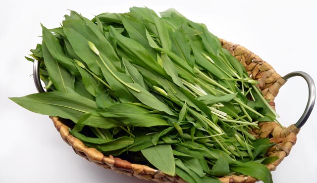 Nur soviel pflücken, wie man verarbeiten und essen kann: Die Blätter des Bärlauchs verlieren ihre Frische schnell und auch die ätherischen Öle sind rasch verflogen. Foto: lid/pixabay