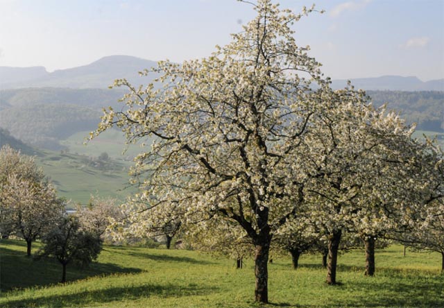 Projekt Obstgarten Farnsberg (BL) wird 20 Jahre