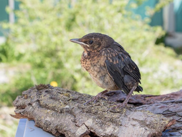 Diese junge Amsel hat bereits das Nest verlassen, ist jedoch noch nicht selbstständig. In der Natur würde sie von ihren Eltern weiterhin betreut. Foto: © Archiv Vogelwarte