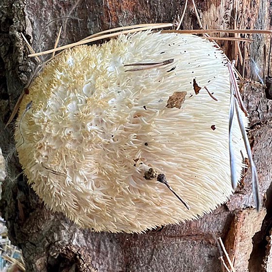 Igelstachelbart. Foto: EstherJungo