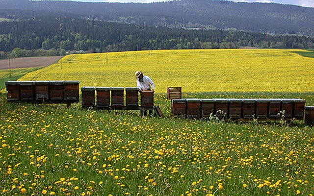Imker in den Neuenburger Bergen. Foto: zVg