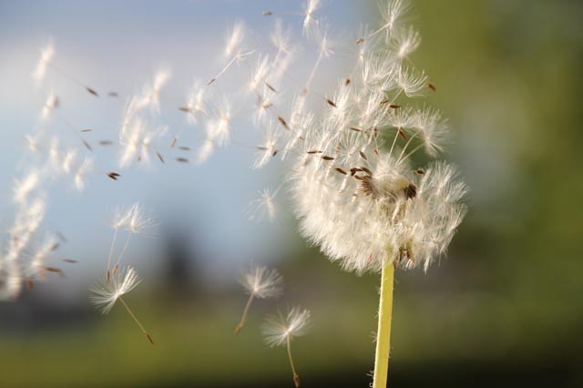 Menschen, die an Demenz erkrankt sind, entgleiten dem Leben Stück für Stück. Das ist nicht nur für die Betroffenen selbst, sondern auch für ihre Angehörigen extrem belastend. Foto: Willi Haimerl/pixelio.de