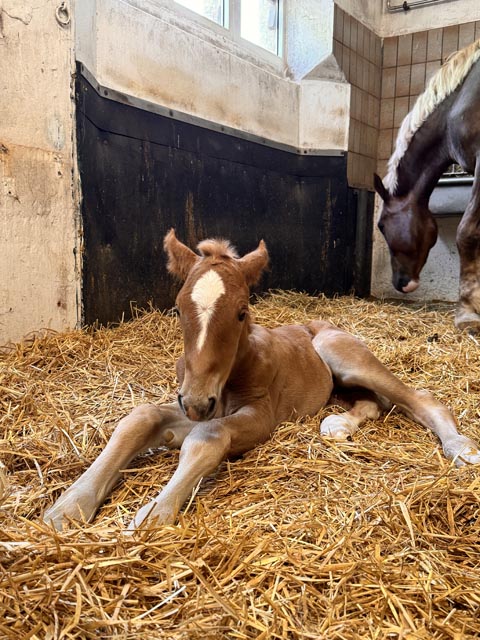 Das weibliche Fohlen ist gesund und munter. Um einen geeigneten Namen zu finden, wird sich Feldschlösschen demnächst Unterstützung von seinen Fans holen. Foto: zVg