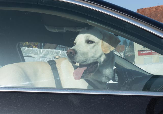 Bei Temperaturen ab 15°, wird ein Auto schnell zur Todesfalle für Hund. Foto: SST
