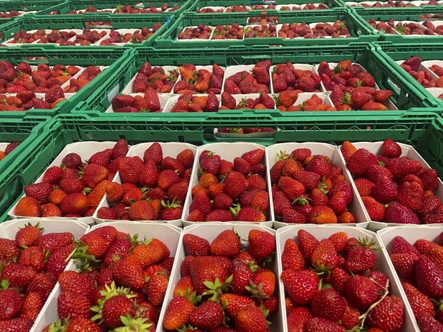 1000 Tonnen Erdbeeren werden wöchentlich während der Haupterntezeit geerntet. Diese dauert drei Wochen. Foto: lid