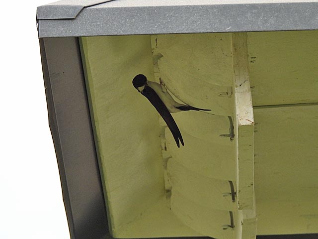 Die ersten Schwalben haben ihr neues Zuhause bezogen. Foto: zVg