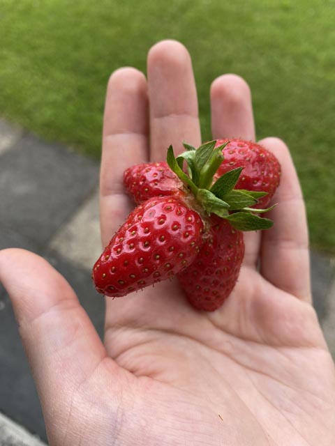 Erdbeer-Vierlinge. Foto: Sonja Fasler
