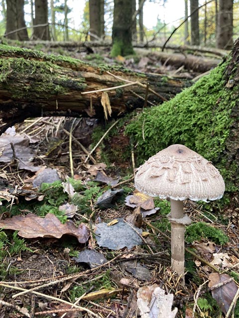 Pilzkontrolle im oberen Fricktal