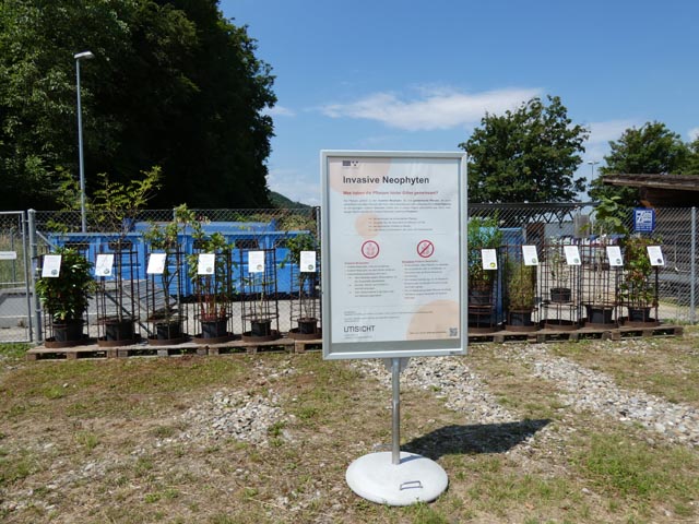 An der Neophytenausstellung in Kaisten konnte man sich die unerwünschten Pflanzen 1:1 anschauen und sich beraten lassen. Für jede Pflanze gibt es nämlich eine geeignete einheimische Alternative. Foto: Jörg Wägli