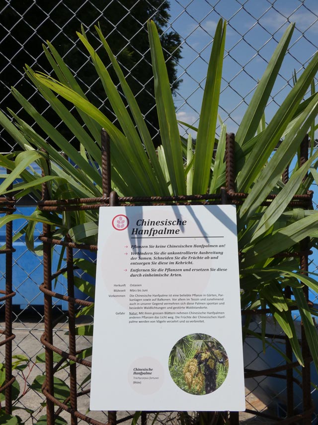 Die Chinesische Hanfpalme, auch Tessinerpalme genannt, verbreitet südländisches Flair, ist aber in unseren Gefilden nicht erwünscht. Foto: Jörg Wägli