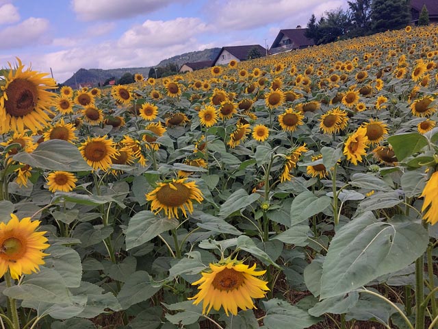 Foto: Olivia Di Marco, Frick