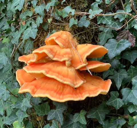 Beobachtet:  Wunderschöner Pilz an einem Baumstamm in Kaisten