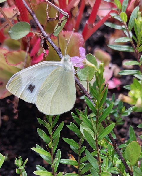 Beobachtet: Ein Schmetterling trotzt der einsetzenden Kälte